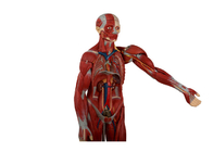 内臓が付いている人間の胴の解剖学モデルを訓練する教育はホロー バックを
