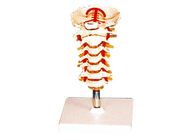 stander の看護専門学校のための人間の解剖学モデルが付いている脊椎の椎骨