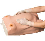 妊婦の骨盤の測定の医学の訓練の人体摸型