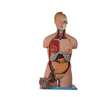 頭部が付いている人間の解剖モデル20部は胴ポリ塩化ビニールの開く