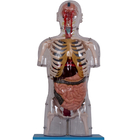 現実的なポリ塩化ビニールは内臓が付いている人間の解剖学モデルを塗る