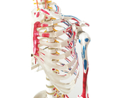 筋肉および靭帯が付いているポリ塩化ビニールのペンキの骨組を訓練する解剖学