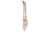 医学の訓練のためのやし肘の関節の解剖学の放射状の骨