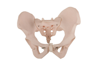 ポリ塩化ビニール材料が付いているISO 14001の女性の骨盤の人間の解剖モデル