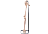 ポリ塩化ビニール3Dは肢の医学の訓練のための情報通の骨モデルを下げる