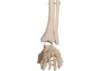 ISOポリ塩化ビニールの人間の解剖学のフィートの解剖モデル腓骨ワイヤー ライン