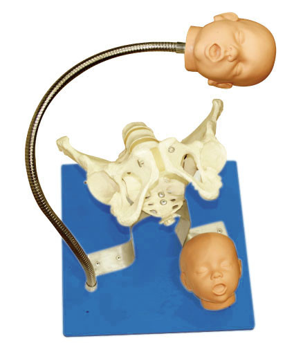 セリウムの承認の胎児が付いている婦人科のシミュレーターの骨盤は教育用具に向かいます