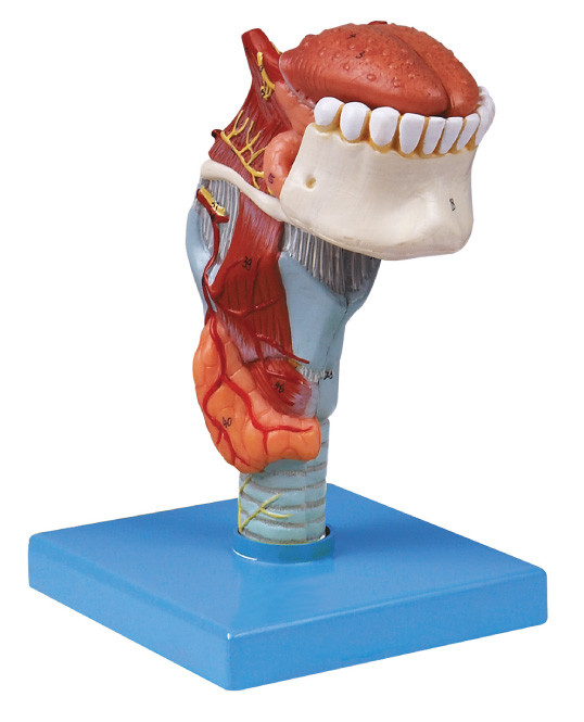 ISo の製造所の toungue、歯の人間モデルが付いている人間の解剖学モデル喉頭