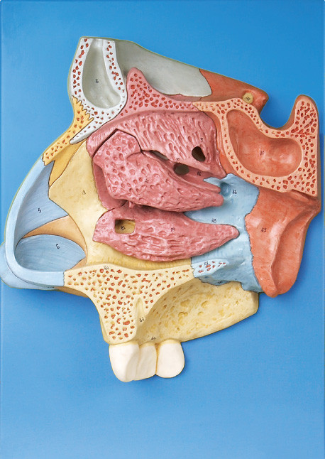 セリウムによって承認された質の人間の解剖学モデルは stander が付いている鼻腔を拡大しました
