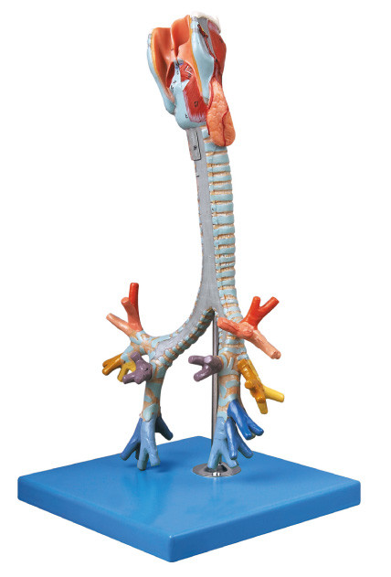 セリウムは質の人間の解剖学モデル気管、気管支訓練の人形を承認しました