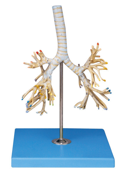 高度ポリ塩化ビニールの人間の解剖学モデル気管支木 50 の位置は Colleage の訓練のために dispalyed