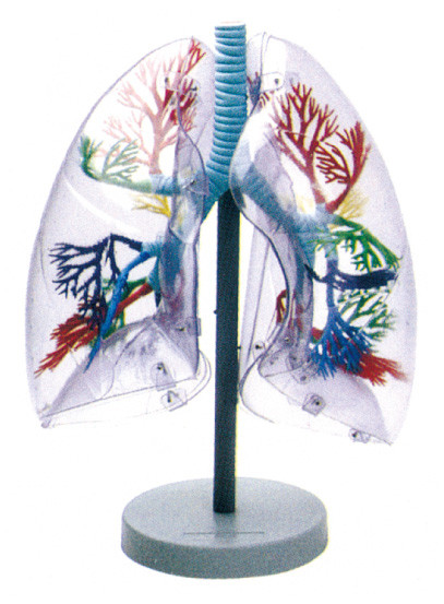 学校教育のための環境の物質的な人間の解剖学モデル透明な肺