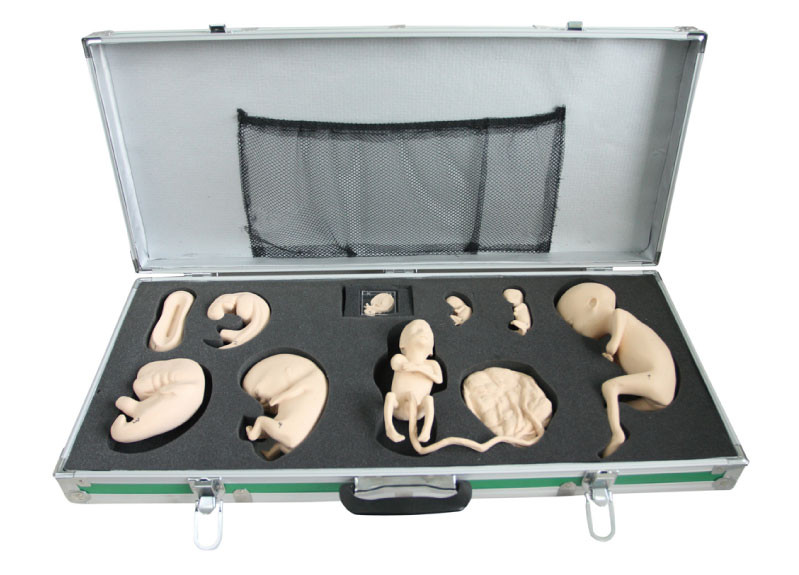 萌芽期の開発の観察そして調査のための胎児モデルが付いている携帯用箱