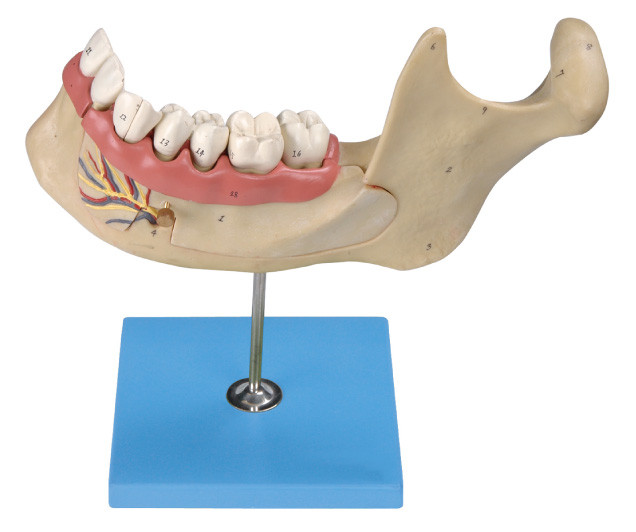 人間の歯は拡大されたあごの永久的な大人の歯の、29 の位置表示されます模倣します