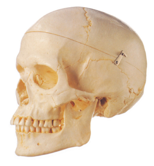 Removeable の大人の頭骨の人間の解剖学モデル 3 は学校教育を分けます