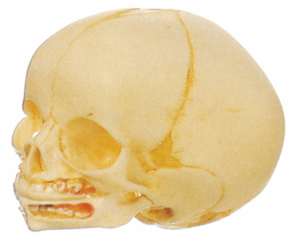 人間の解剖学モデル 2 部は幼児頭骨のポリ塩化ビニールの訓練の人形を輸入しました