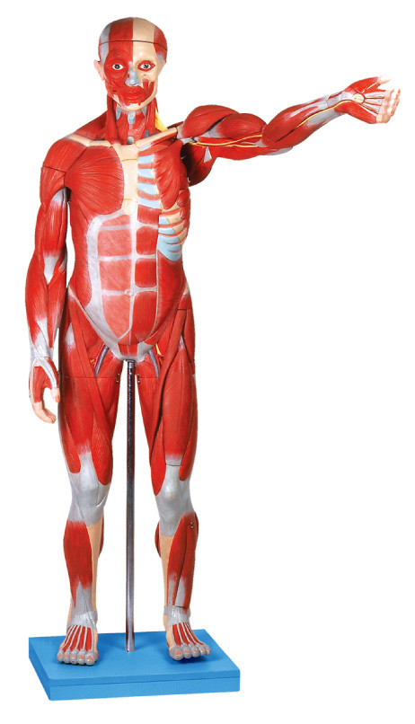 内臓 27 が付いている男性の解剖筋肉モデル/人間の解剖学モデルは分けます