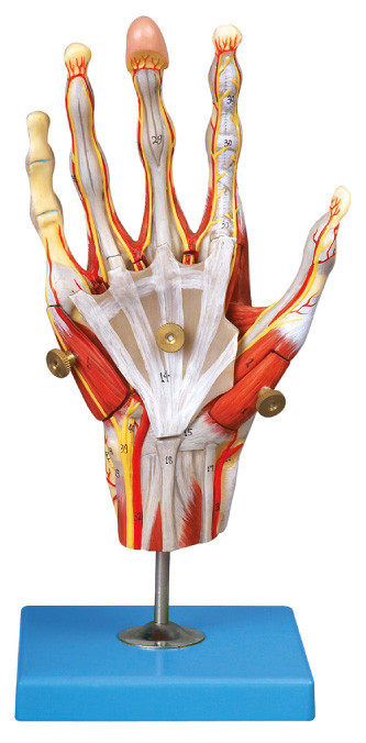 手の人間の解剖学の筋肉は主要な容器および神経 42 の位置の表示と模倣します