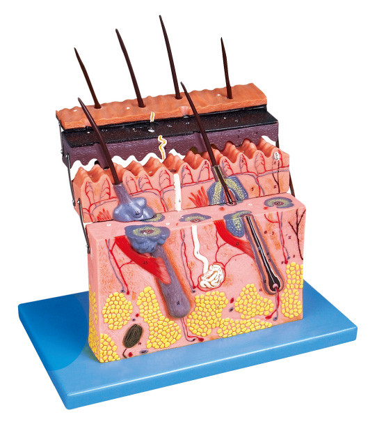 皮セクション人間の解剖学モデルは解剖学の構造のための皮の層が示すことを示します