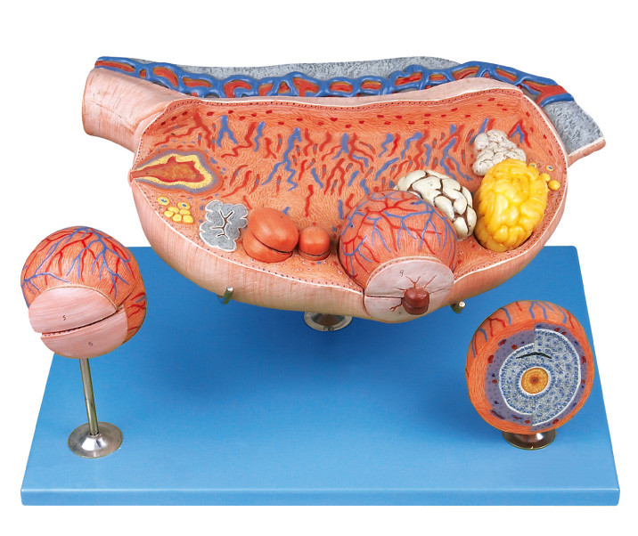 拡大された卵巣の人間の解剖学モデル 8 部は卵巣の小胞、ovium、排卵、卵子を示します