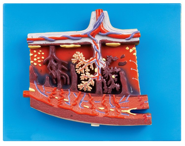横断面の人間の胎盤のための拡大された胎盤モデル人間の解剖学モデル