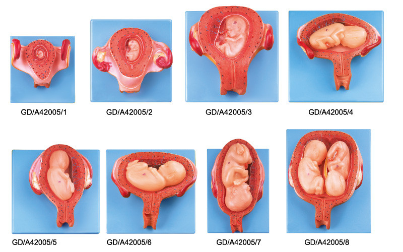最初にからの第 7 月の妊娠への人間の解剖学モデル 8 部の萌芽期の開発の