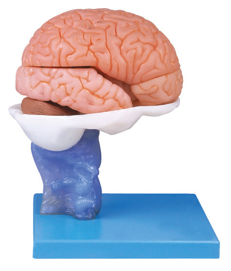 解剖学の訓練のための 15 部が付いている絵画人間の脳の Anatomyical 高度のモデル
