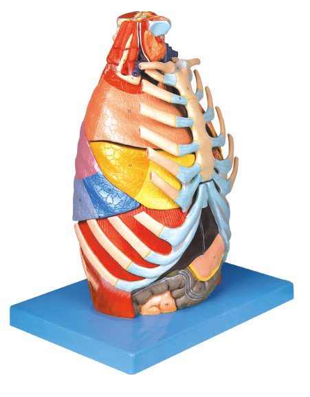 基礎訓練用具が付いている現実的な胸部キャビティ人間の解剖学モデル