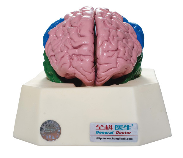 病院のための頭脳の丸い突出部の Anatomyical のシミュレーター、学校の解剖学の訓練