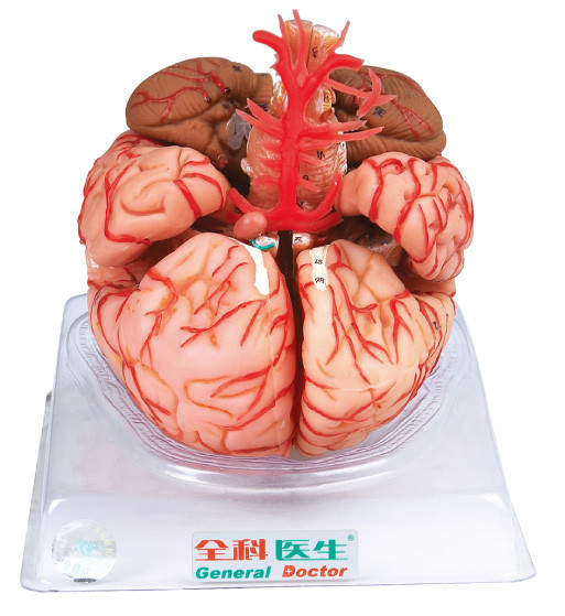 衛生学校の訓練のために大脳動脈が付いている頭脳モデル