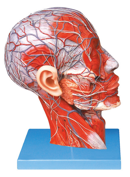 容器が付いている高度ポリ塩化ビニールの半分の頭部および神経の学校の訓練のための人間の解剖学モデル