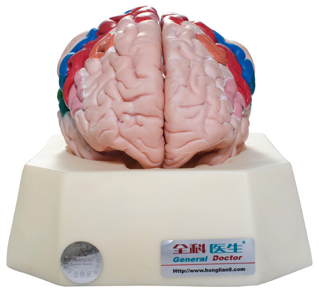 大脳皮質の病院のための人間の解剖学モデル、学校の訓練の機能地帯