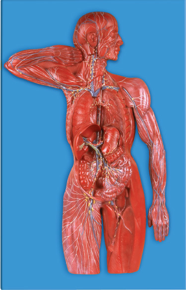 リンパ系の病院のための人間の解剖学モデル、大学シミュレーション