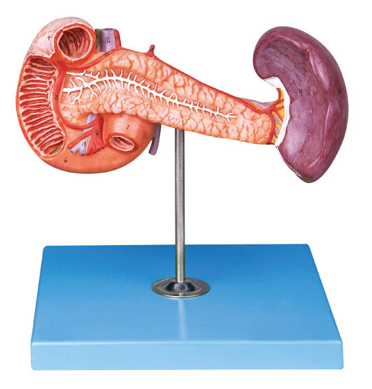 脾臓が付いている膵臓および教える病院のための輸入されたポリ塩化ビニール材料による十二指腸