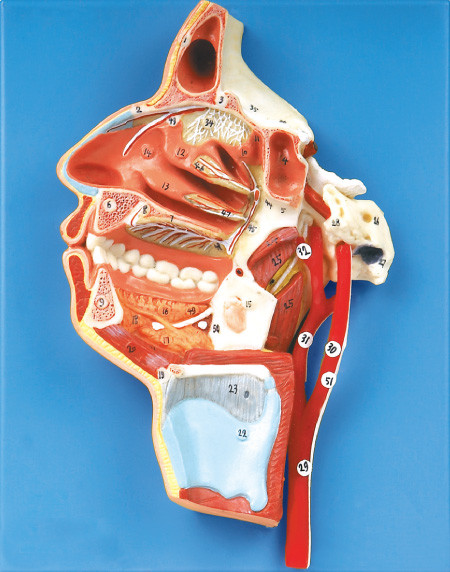 51 の位置は容器および神経を搭載する口、鼻、咽頭および喉頭を表示します