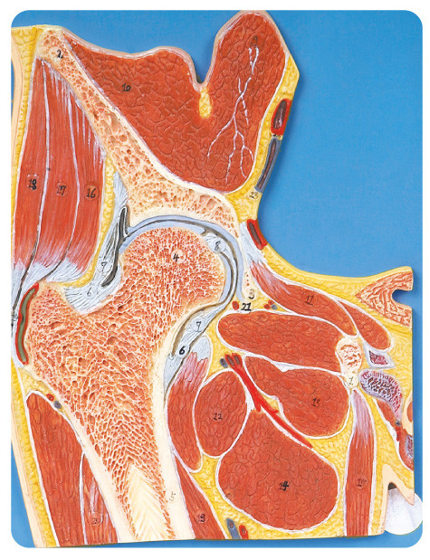 股関節セクション大学のための人間の解剖学モデル、大学訓練