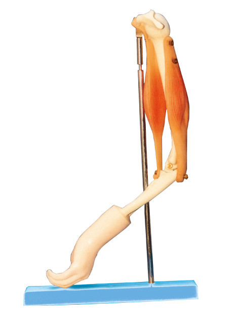 機能腕筋肉モデル、訓練のための人間の解剖学モデルが付いている肘の関節