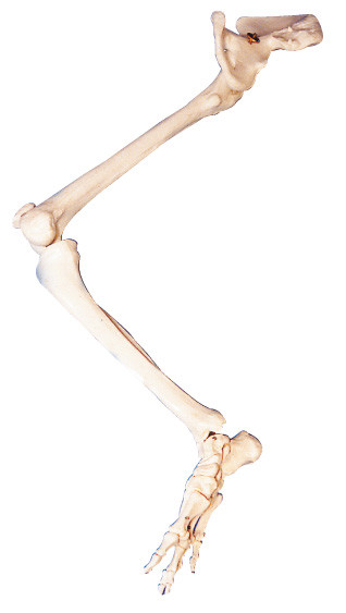 肢ポリ塩化ビニールの骨の情報通の骨の人間の解剖学の胴モデル教育の人形を下げて下さい