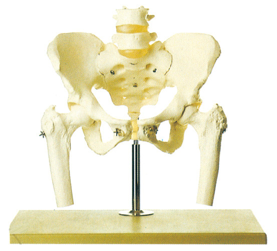 腰神経脊柱および大腿部のヘッド人間の骨組モデル stander が付いている骨盤