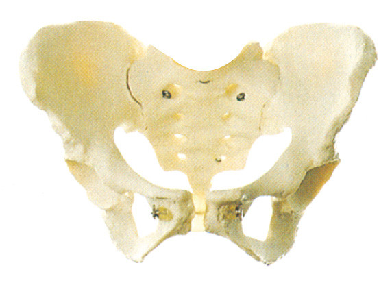 女性の骨盤の教育のための人間の解剖学モデル訓練モデル