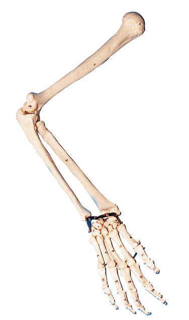実験室の訓練のための実物大の解剖学の腕モデル/人間の解剖学モデル