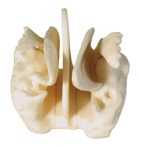 医療センターの訓練のための増幅された 篩骨 骨の人間の解剖学モデル