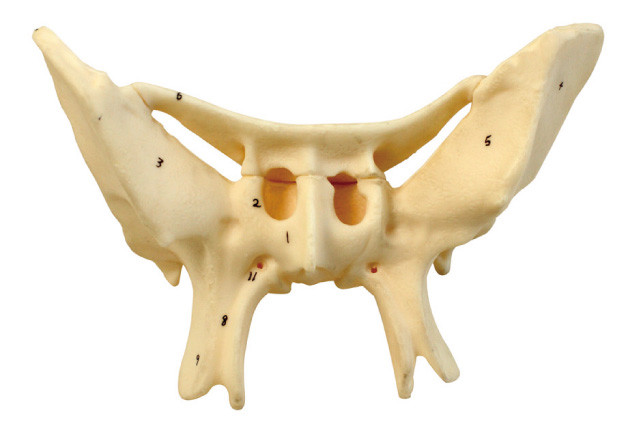 医療センターの訓練のための増幅された Alar の骨の人間の解剖学モデル