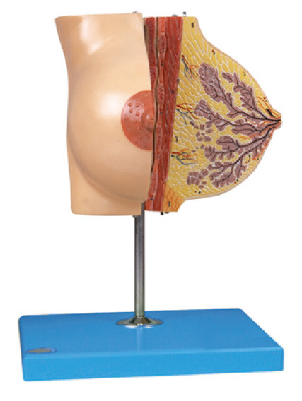病院の訓練のための休息期間の乳腺についての解剖学胸モデル
