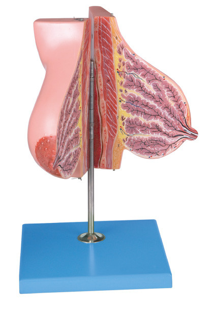 衛生学校の訓練のための授乳期/人間の解剖学モデルについての乳腺モデル
