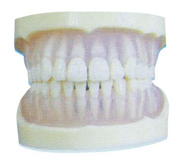 歯科大学訓練のための標準的な透明な PE の歯モデル