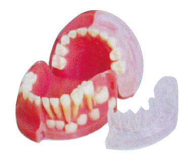 モデル/3d 交互にする 3歳の第一次および永久的な歯は歯を模倣します