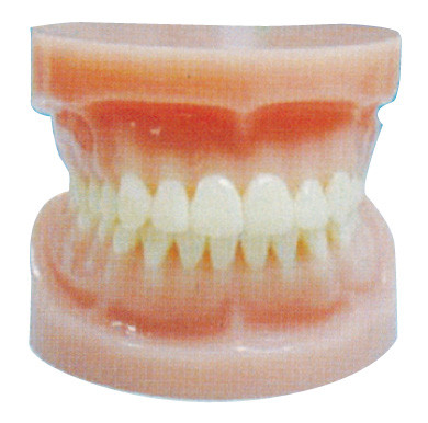 標準的な全口の人間の歯は歯科病院および衛生学校の訓練のために模倣します