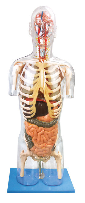 人間の解剖学モデル透明な Troso は訓練のためのポリ塩化ビニールの教育用具を進めました