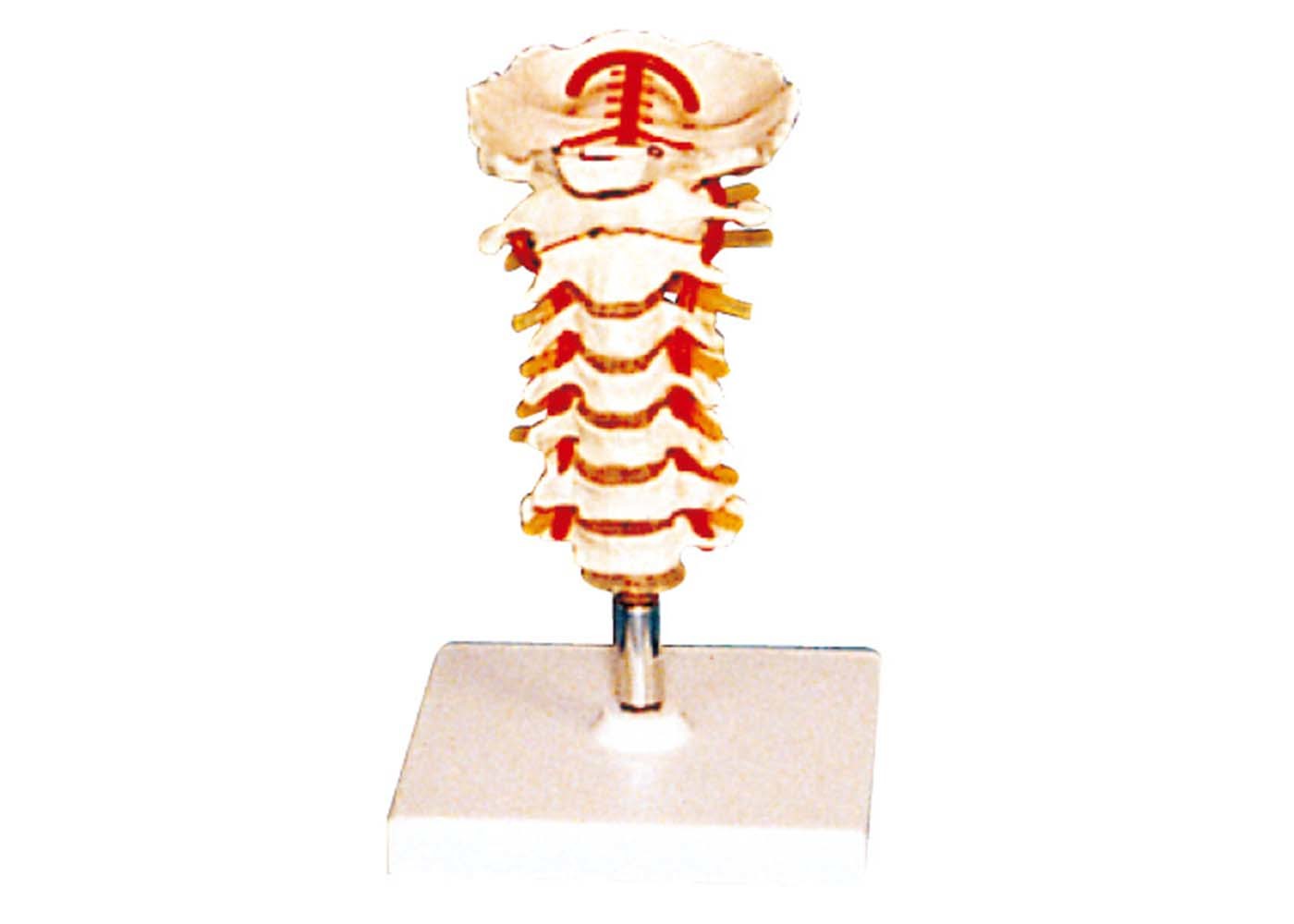 stander の看護専門学校のための人間の解剖学モデルが付いている脊椎の椎骨